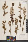 Foto von Salix discolor Muhl.